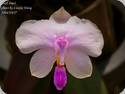 Phal. lowii